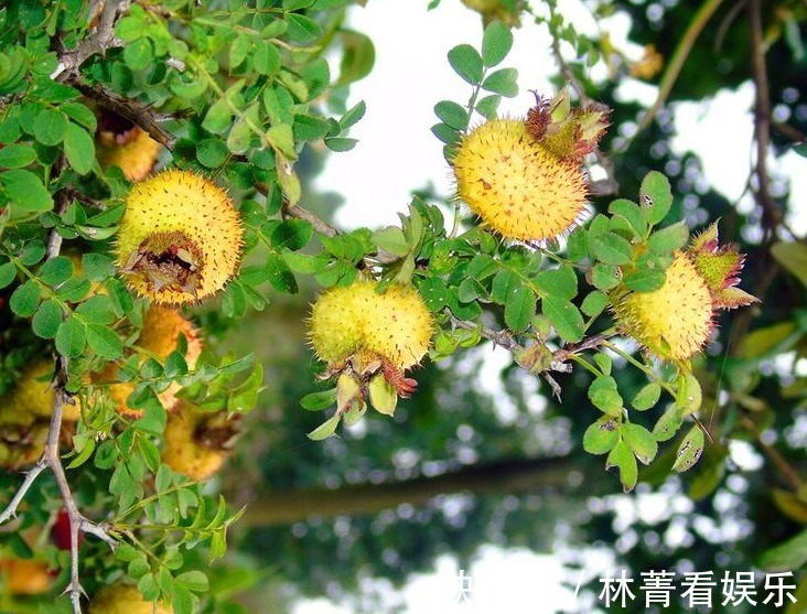 粳米|農村渾身帶刺的野果，藥食兩用，女人常吃能美容養顏，防病治病