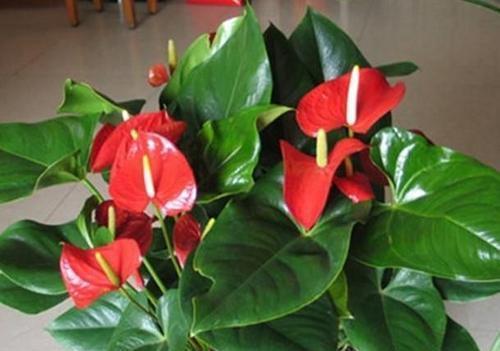 盆土|老花农分享的几个养花口诀,了解掌握,安全过冬,啥花都能活!