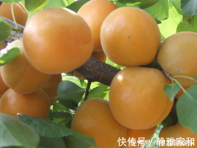 老公|4种水果平时别让孩子吃，第三种，勿让老公贪嘴吃