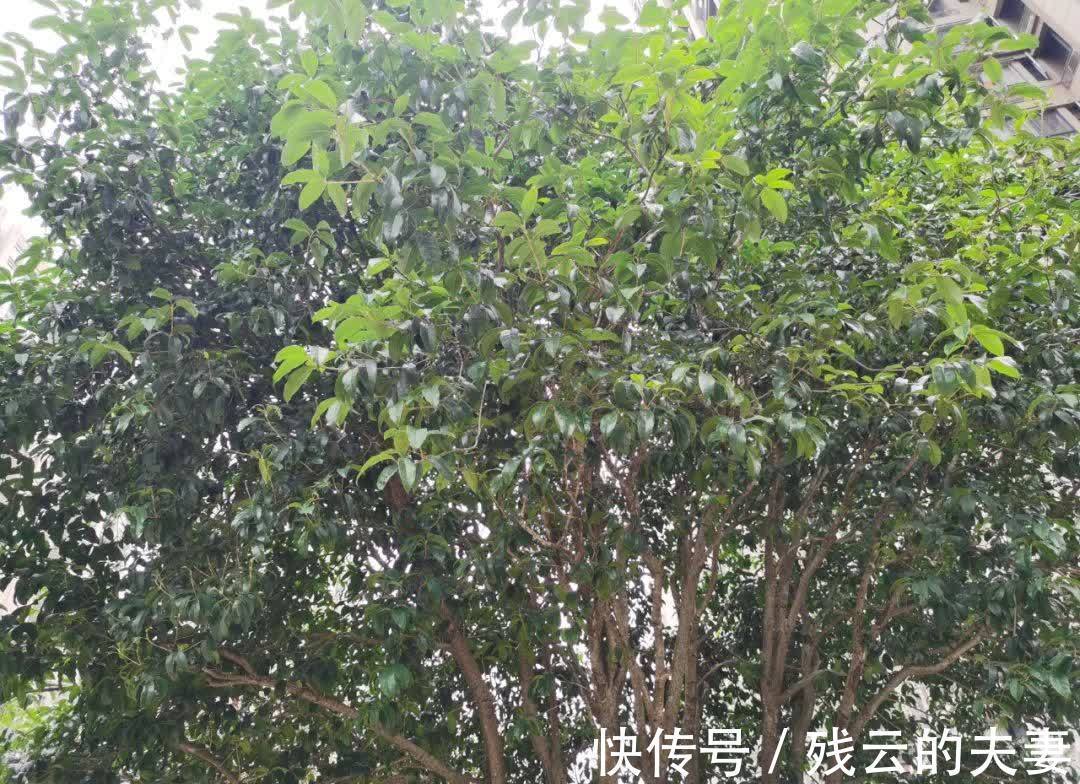 入睡|你晚上有辗转反侧失眠难入睡的经历吗?