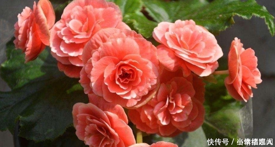 这四种花最怕过夏天，提前做好度夏保护，秋凉又开花