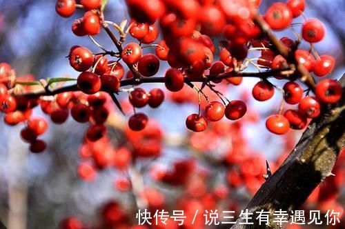 老爷子|104岁老人养肝方法：肝损伤，不要慌张，学会这4事，肝或慢慢柔软