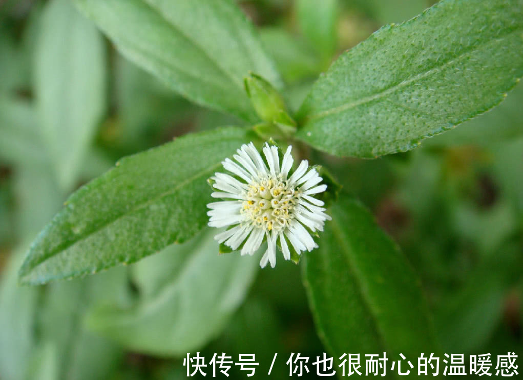 莲子草|农村里常见得一种野草，不仅能够凉血止血，还对心脑血管也有效用