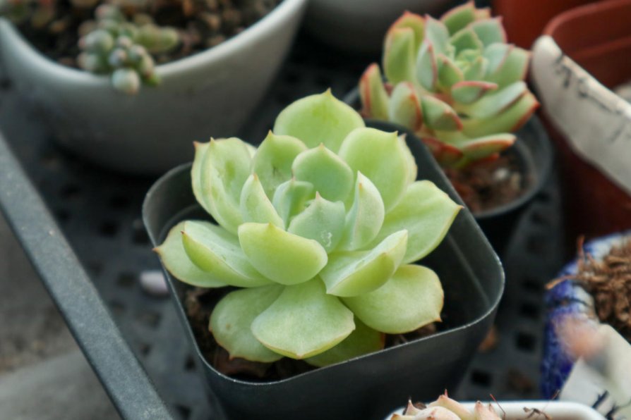  多肉植物|多肉冬季养护大全，记住5个“不要”，坚决不踩雷