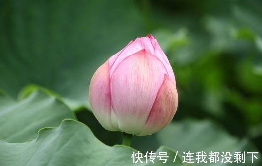 属相|11月上旬，4属相桃花朵朵开，喜事自然来，日子红火