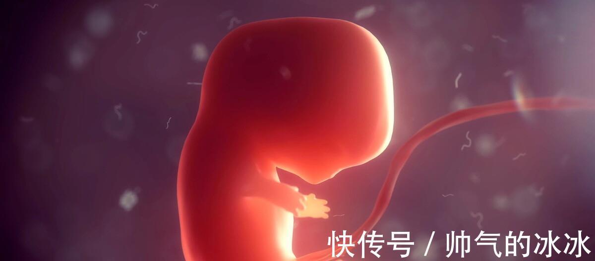成人|早在胚胎时期，宝宝的大脑就开始发育，怎样助力成就聪明大脑呢