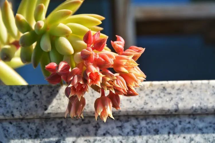 面朝大海的多肉们,在四季变迁中生生不息!