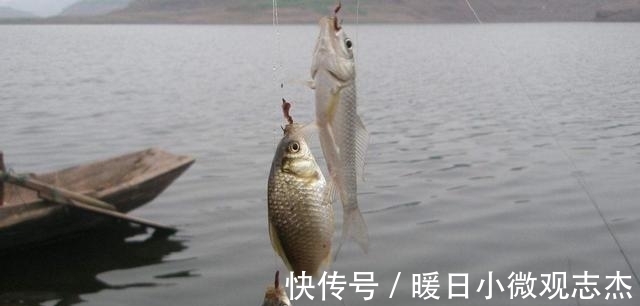 鱼吃饵|蚯蚓钓大鱼，但要学会这样用蚯蚓，才能事半功倍