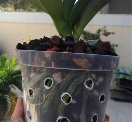 空气湿度|烂根的蝴蝶兰别扔,学会这么做,猛窜花枝,年年都开花