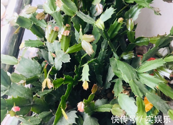 花苞|蟹爪兰长出这种叶子,立马掰掉它,嗖嗖冒花苞!