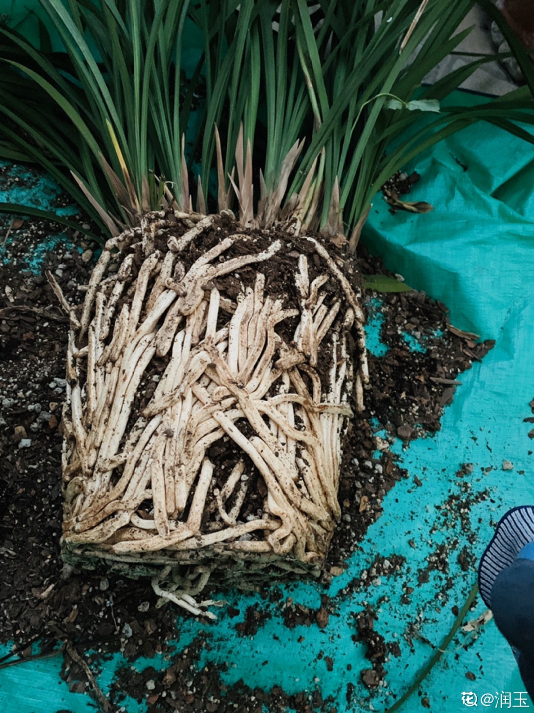 3种花不用扦插,掰下来就能活,1盆变10盆,懒人也能养!