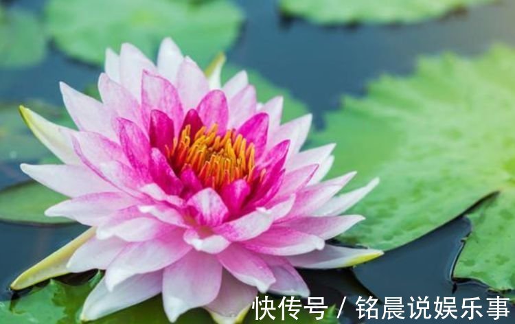 “4种花”一养就上瘾,开花漂亮,绚丽多彩,沁人心脾,芳香满屋