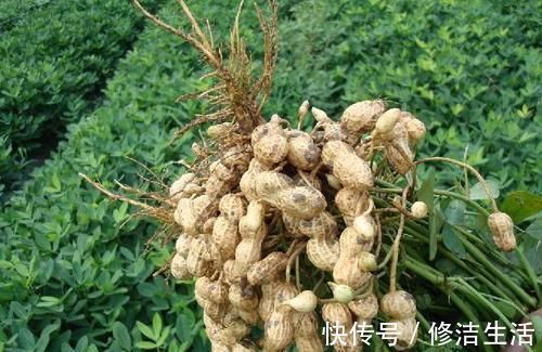 便宜不起眼的抗衰长寿菜,长点心自己在家就能做,全家老少都喜欢