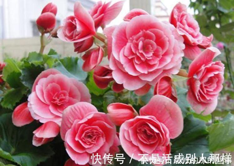 玫瑰海棠|4种花是花中劳模，一年四季开花不断，枝头花苞满