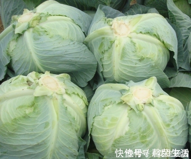 预防贫血|常吃卷心菜好处多,但此种尽量少食,却有很多人不清楚