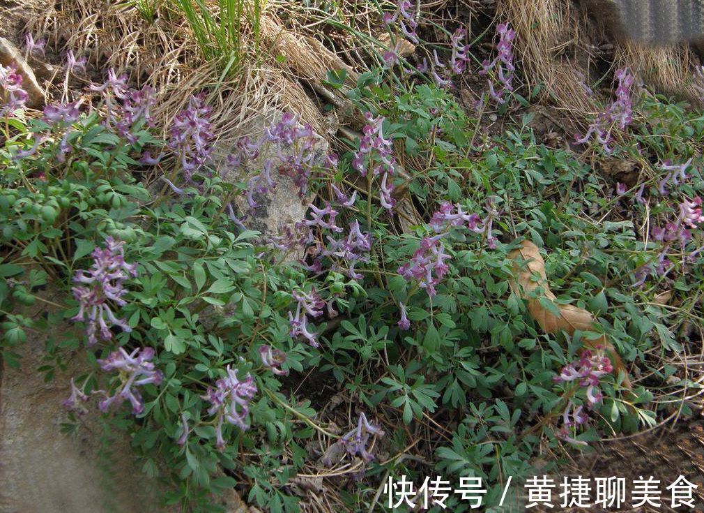 全方|清代名医王清任，6张活血化瘀方，打遍天下无敌手，用过的都说好