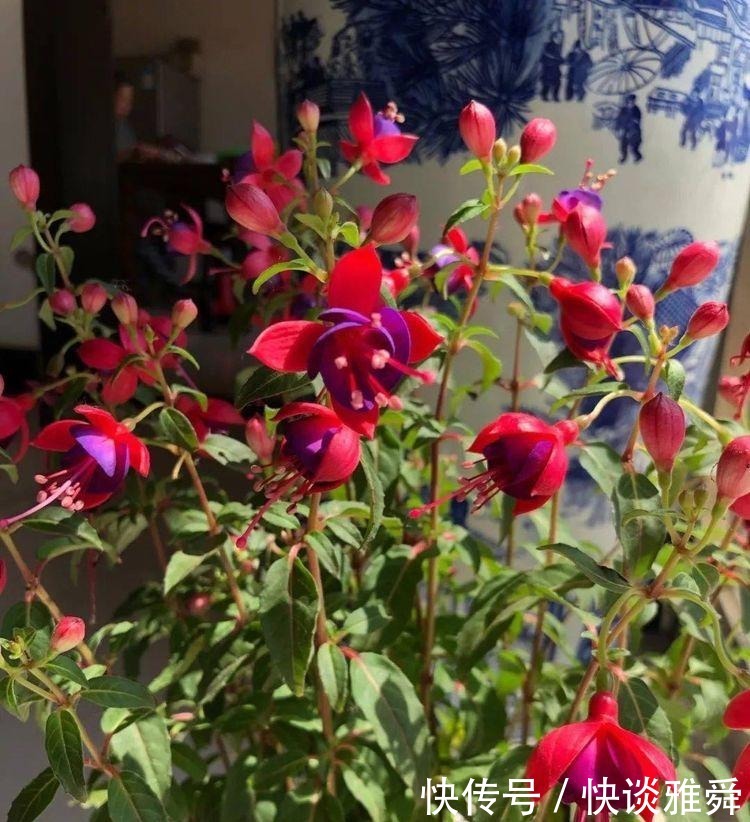 四季|阳台上养盆它,喜庆又漂亮,一棵扦插十棵,四季都开花
