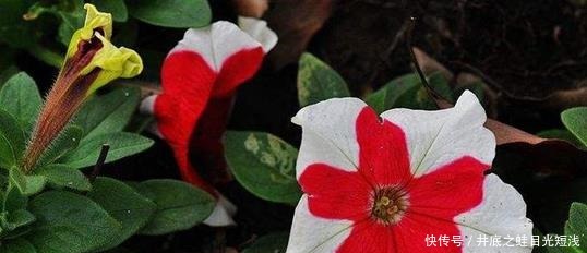 6种“待机”时间长的花,阳台盆栽上几盆,一年四季花开不断!