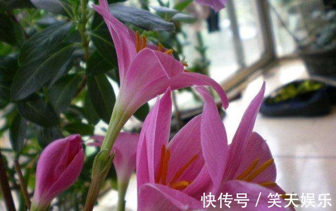 人际交往!此花花色鲜艳且香气浓郁,超凡脱俗的花姿令人心动,象征纯洁的爱