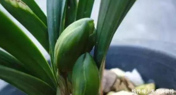 都需要春化|兰花春化需要多长时间,温度大概是多少?