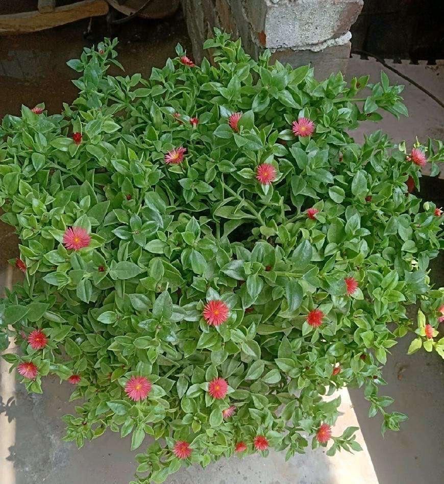 有“一些花”很好养活,给点水就能长,开花长叶很旺盛