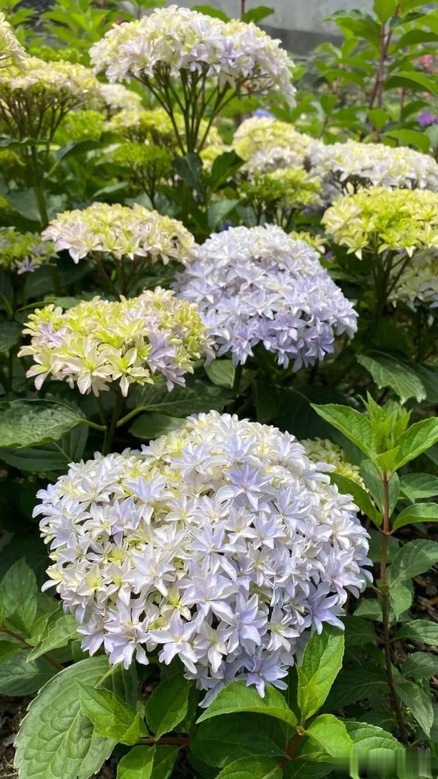 圆滚滚的绣球，瀑布般的花墙，这届花友也太会种花了吧