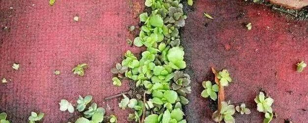 叶片|这2种花，碰掉个叶子掉盆里，自己长1盆，比绿萝吊兰好养100倍