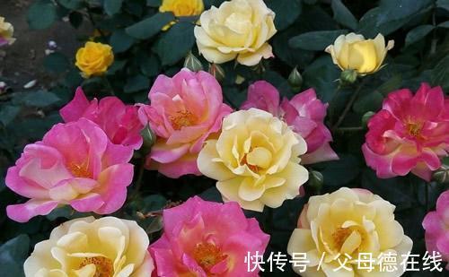 深秋到了,这三种“漂亮花”,美的倾国倾城,家里有条件一定要养