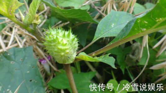 农村|它是曼陀罗的种子,也是农村的“刺头”,可以治疗多种疾病