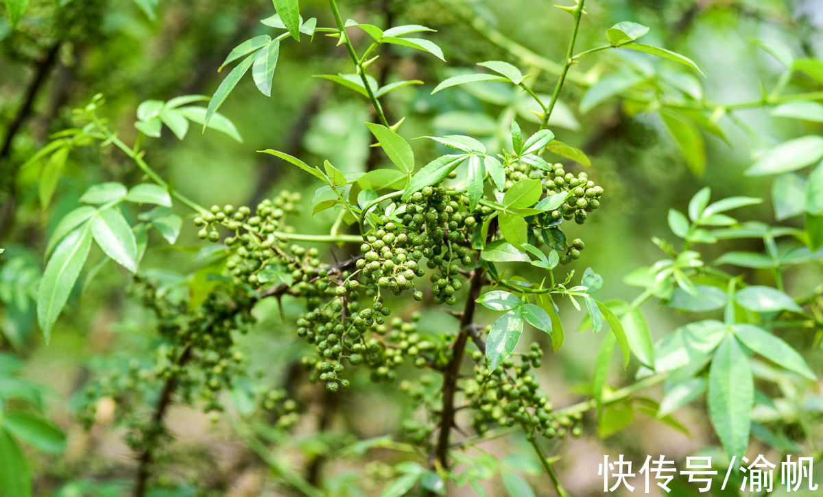 土壤|重庆江津：中国长寿之乡，富硒名城，适合养老与旅行的硒望之城