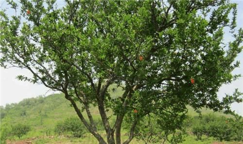  明白|秦始皇陵到底埋了多少水银？专家：看山顶长的石榴树，你就能明白