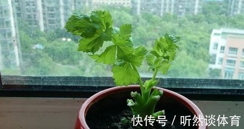 发芽率|“癌细胞”不喜欢的3种蔬菜，阳台盆栽上几盆，绿色健康又好吃！