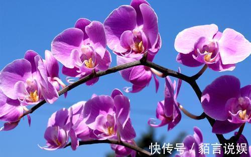 修剪|蝴蝶兰是有名的年宵花,开花似蝴蝶,十分好养你也能上手