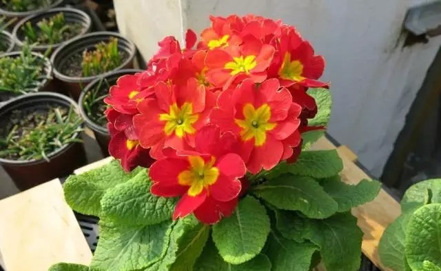 什么多菌灵都不如这种药水,养花生根快,还能延长花期!