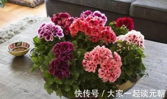 茉莉花|室内盆栽这3样花，空气香喷喷，还不用担心冷热气候造成伤亡