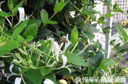 生长|有露台就种这三种花，生长速度快，遮阳好养漂亮，花儿开成瀑布