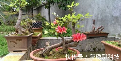 风吹石|公公山上捡了个老树桩,养了几年长成盆景,邻居看见想高价收购!