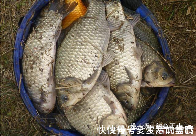 蚯蚓|原来冬季鲫鱼还可这样钓,难怪别人总是上鱼不断,你却空军连连