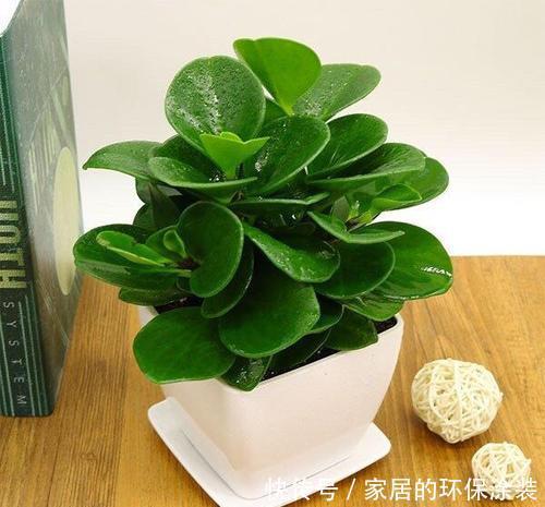 居家养花,推荐这8种,耐阴又好养,是家庭盆栽佳品!