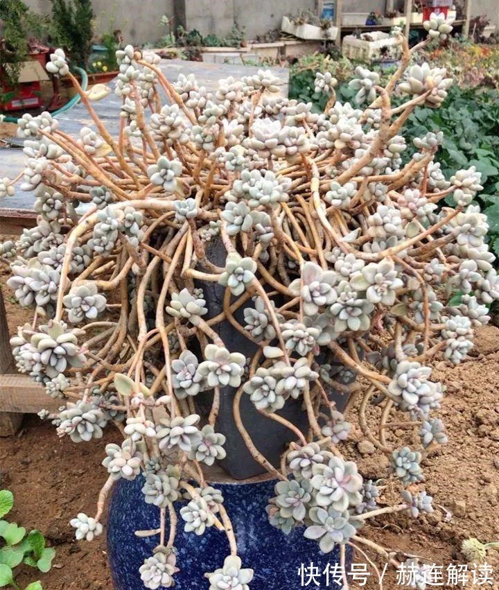 艾伦|姐姐养了9年的多肉,没有买肥就用它,个个长成精!
