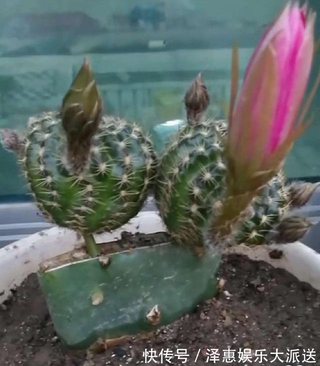 牙签插个洞,仙人球串一串,插到仙人掌上,串串开花挡不住