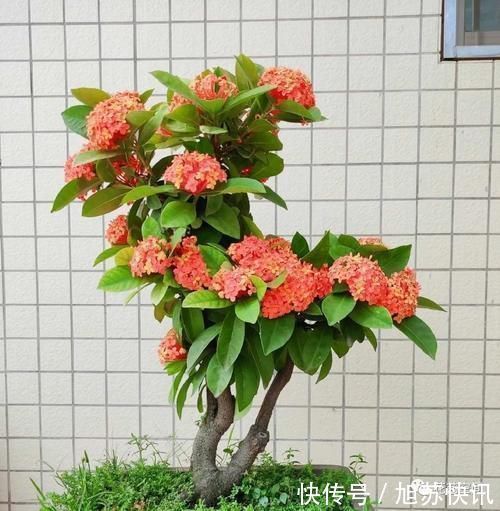 花期|“最累”的8种花,花开连续几个月,一次开花几百朵!