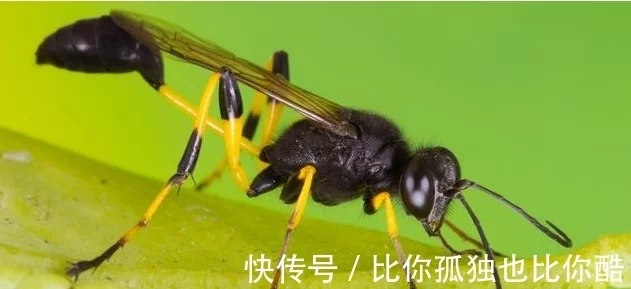 为寄生蜂正名，它把虫豸酿成僵尸，但却拯救了数万万人的生命（什么把幼虫产在蝴蝶幼虫里）