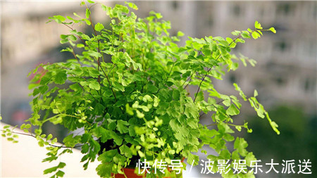 花盆|4种花就靠“水养”，多浇水、长得快，花友嗜水如命