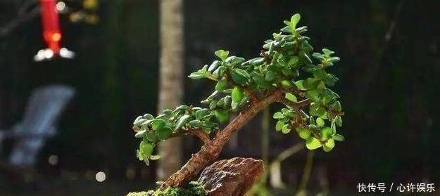 快速|想养盆景就选“它”,一根“小枝条”,变成大“盆景”,只需一年