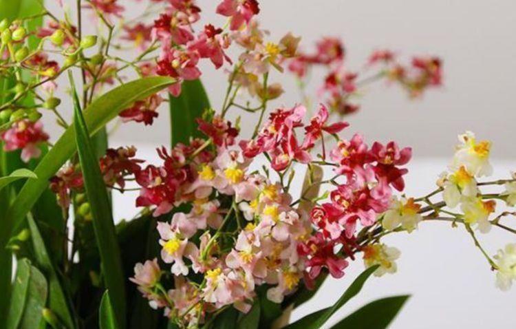 家里几款花卉,耐旱又耐晒,镇宅开运,寓意超好的