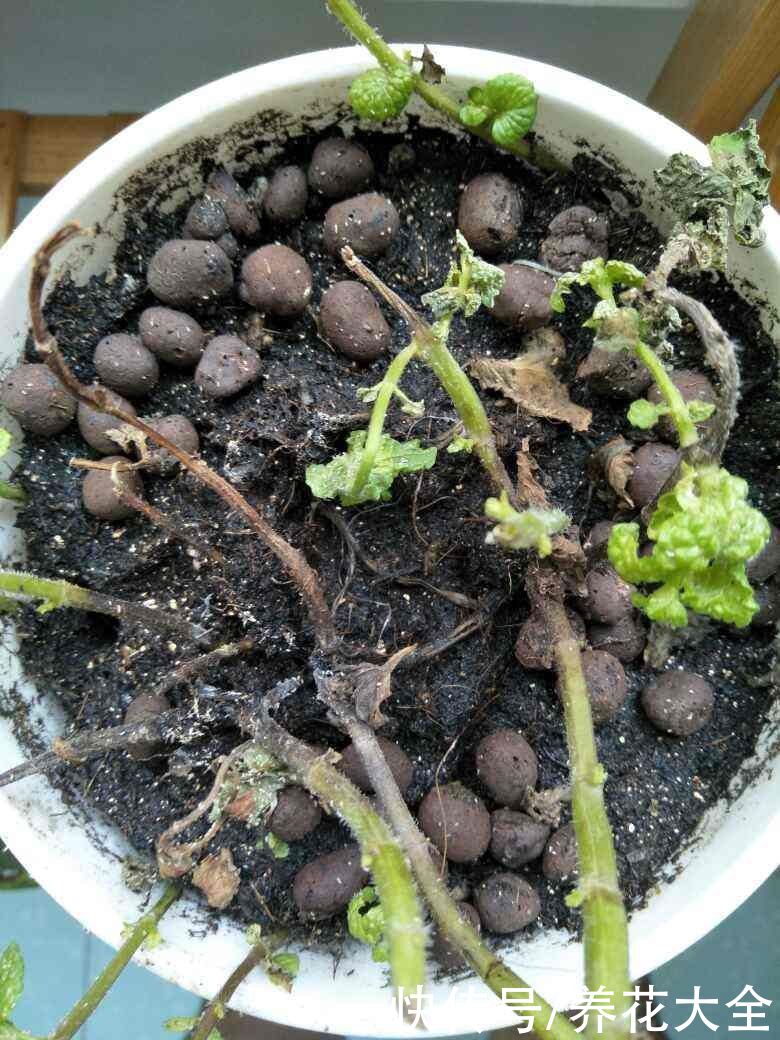 土壤出现4个问题，要赶紧换盆，不然植物都死了