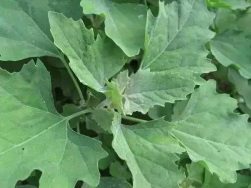 通腑利肠|农村到处都是宝,3种野菜,清肝护肝,养肝明目,农村人很幸运