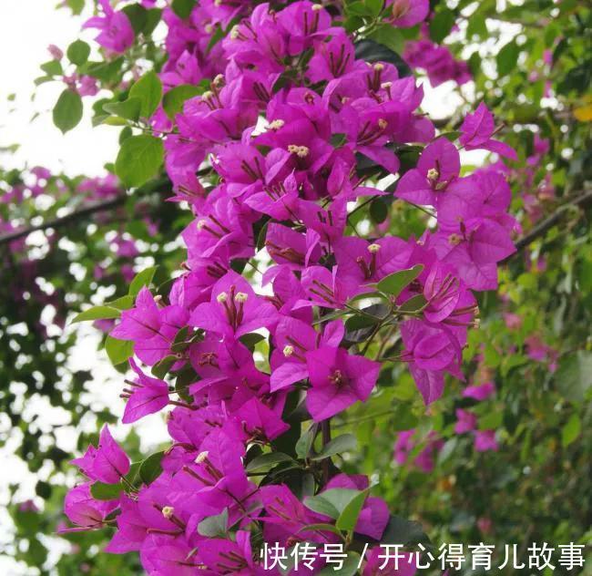 家里有院子，养上四款网红花，花开300天，美观又大气