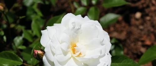 3种花适合吊起来养，挂在窗前，不占位置，好像绿窗帘！